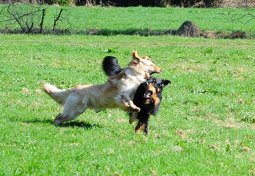 Ajushi und Halbschwster Bailey April 2011