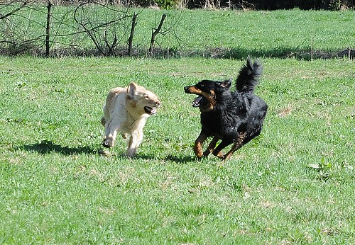 Dreamteam, Ajushi und Bailey