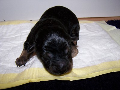 Welpen