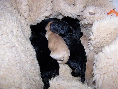 Kuscheln