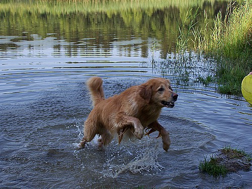 Aquilo auf der Jagd im Wasser