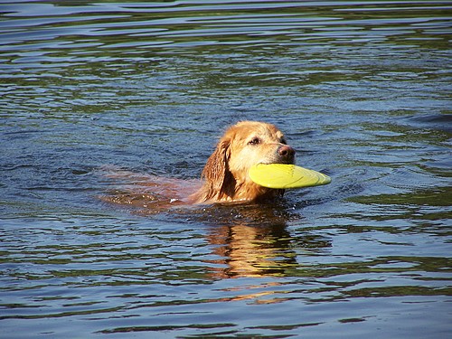 Schwimmen ohne Ende, toll